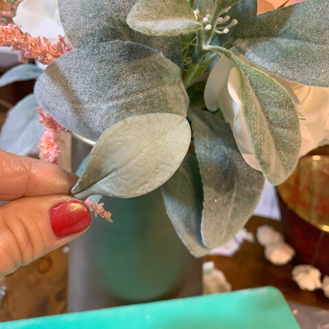Checking Eucalyptus leaf color